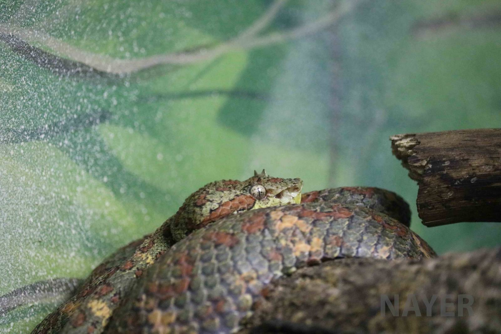 Eyelash pitviper - Instituto Butantan, March 2016