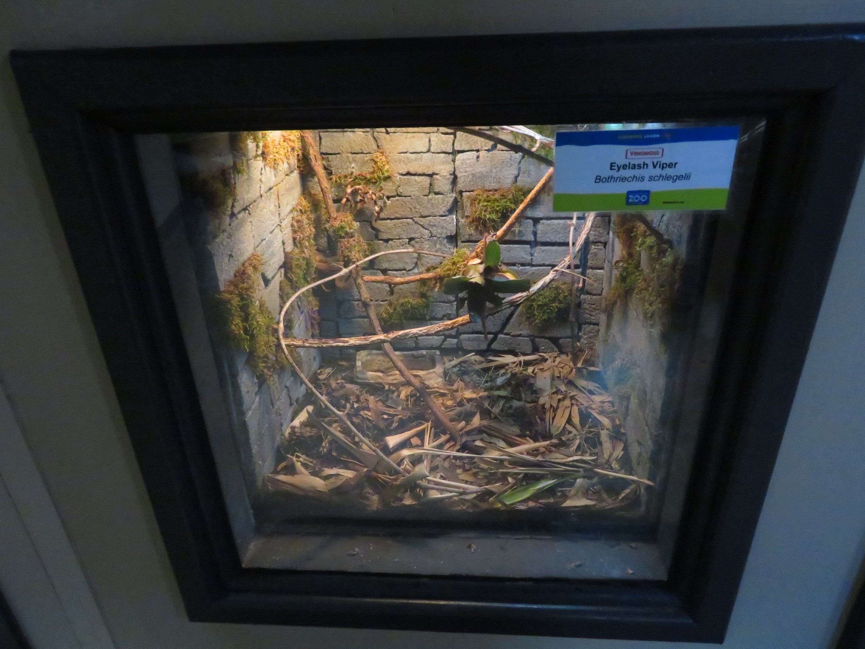 Eyelash Pitviper Tank