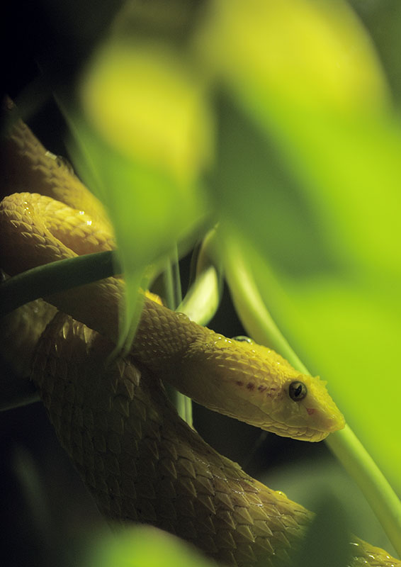 Eyelash pitviper