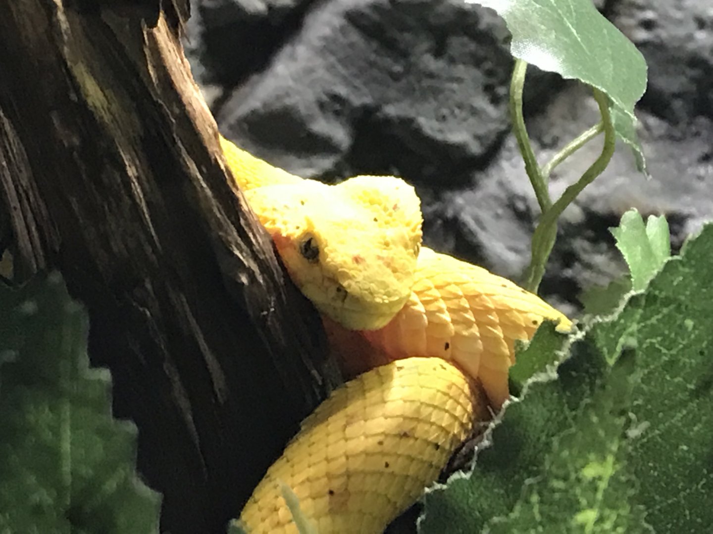 Eyelash viper 071019