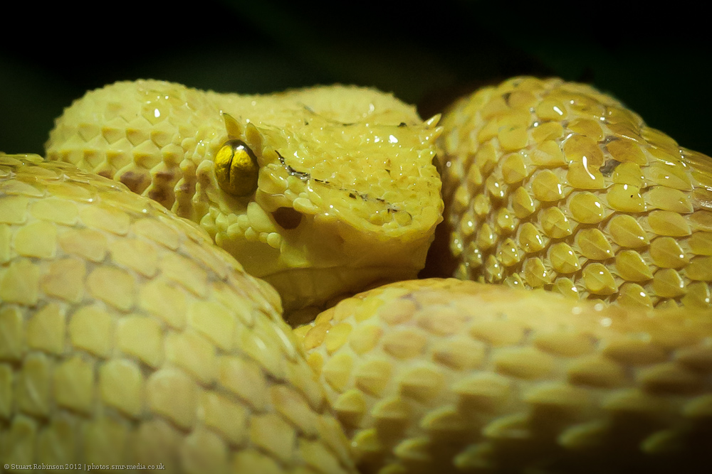 Eyelash Viper - 15/02/2012