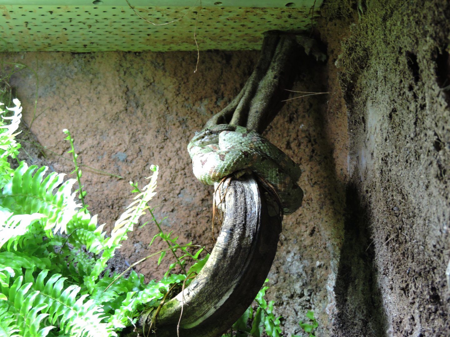 Eyelash viper [2015]