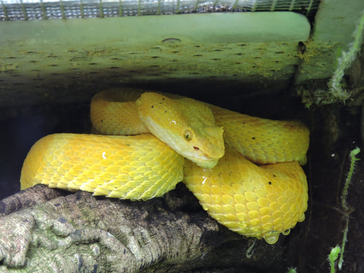 Eyelash viper [2015]