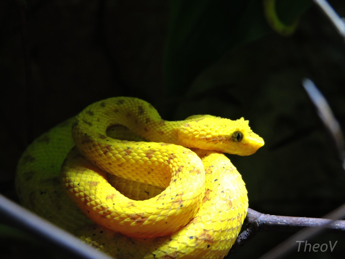 Eyelash viper [2015]