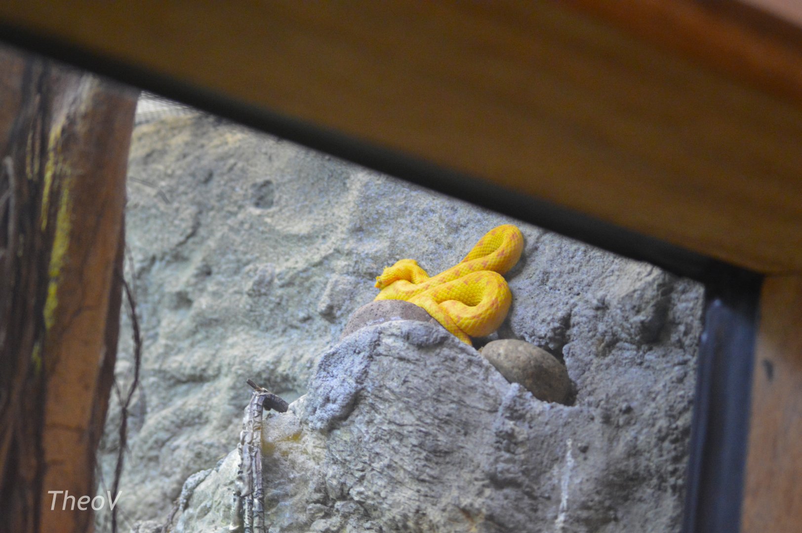 Eyelash viper [2017]