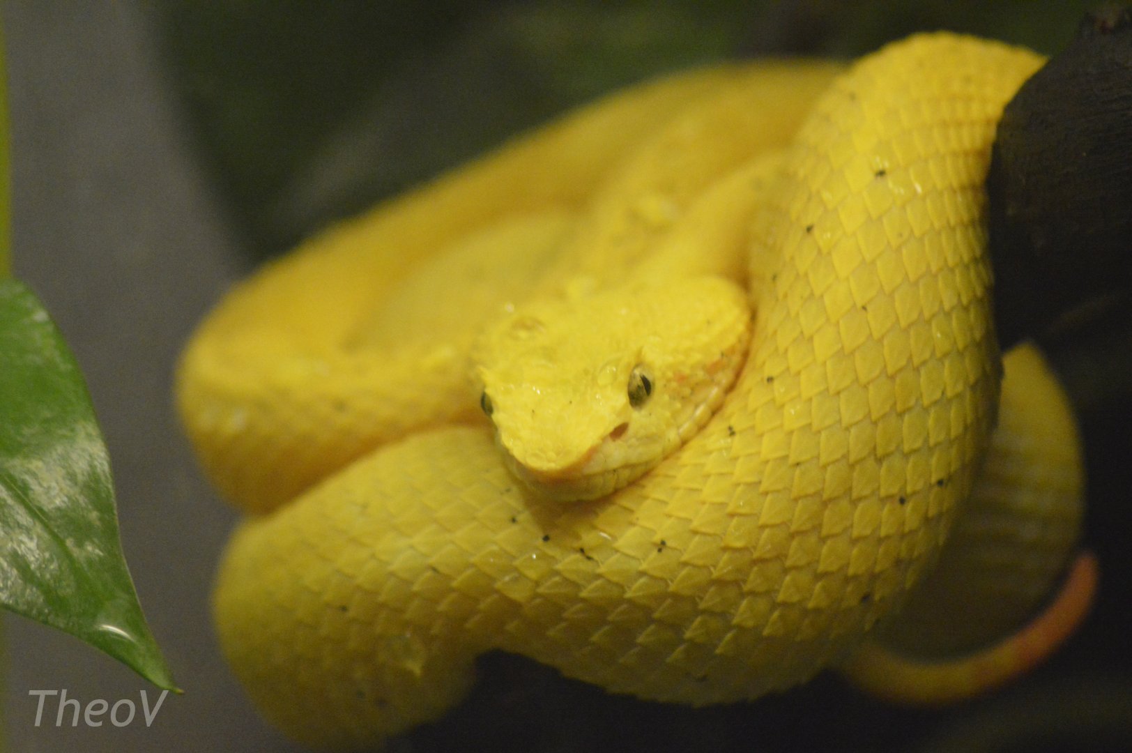 Eyelash viper [2017]