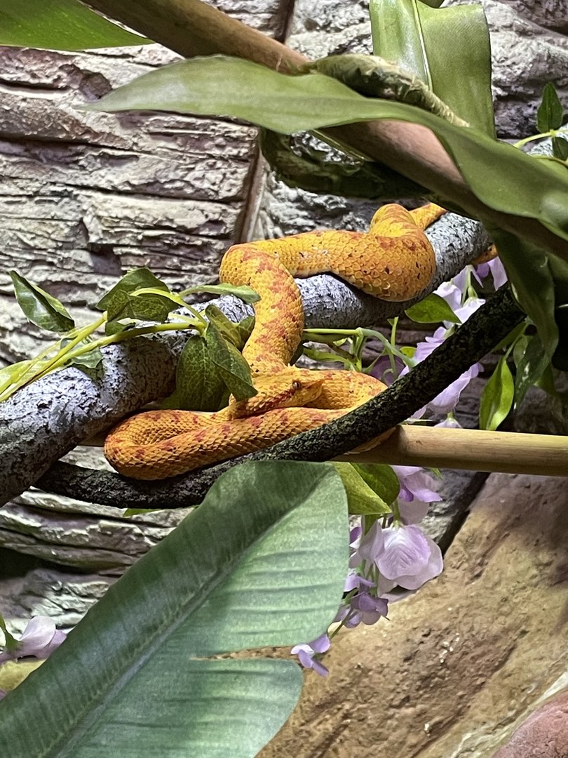 Eyelash Viper (5/23/22)