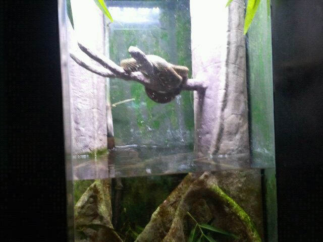 Eyelash viper/Amazon leaf fish exhibit