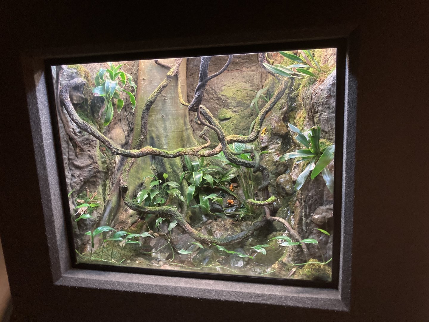 Eyelash Viper and Dart Frog mixed exhibit