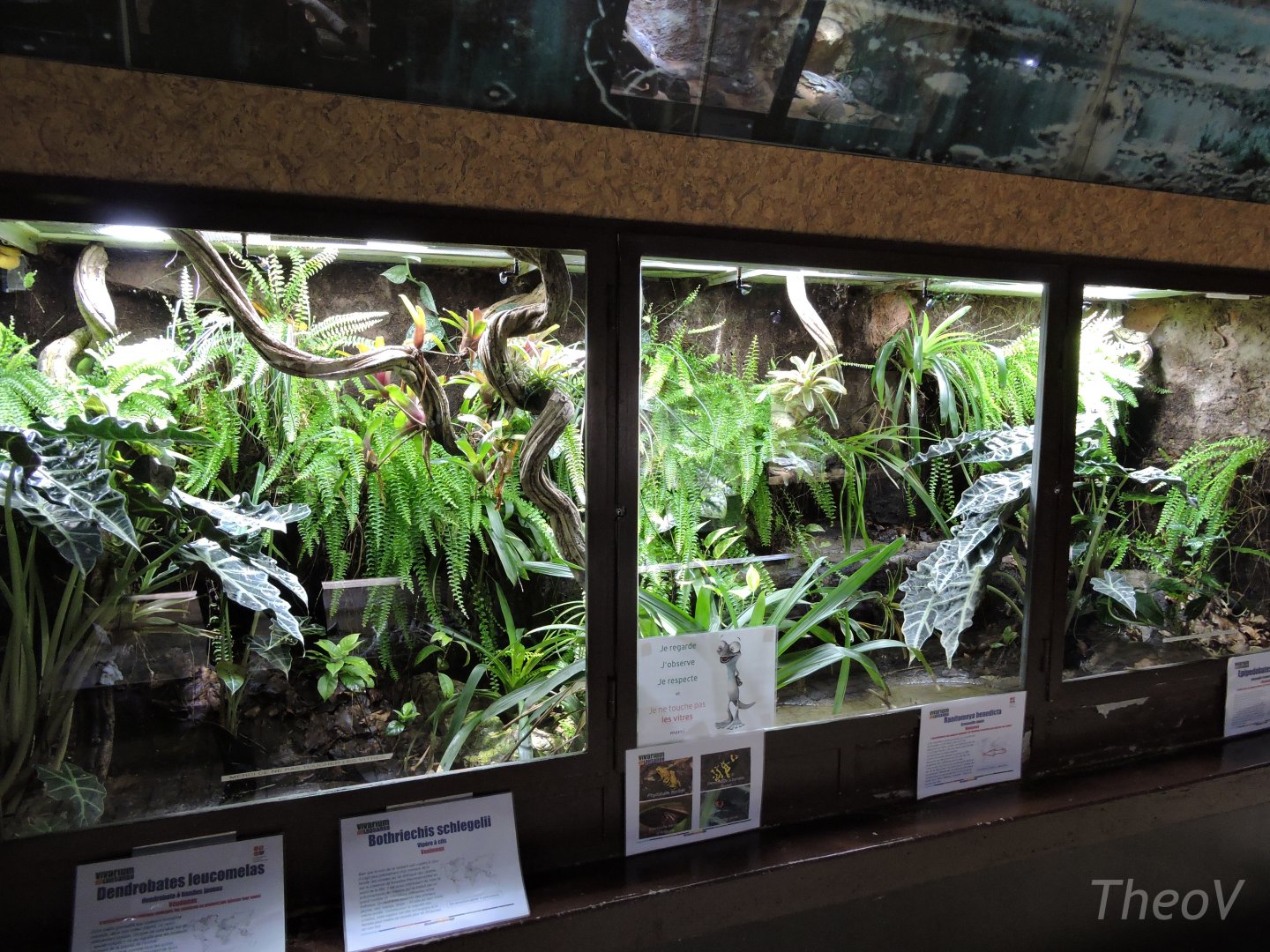 Eyelash viper and poison frog terrarium [2015]