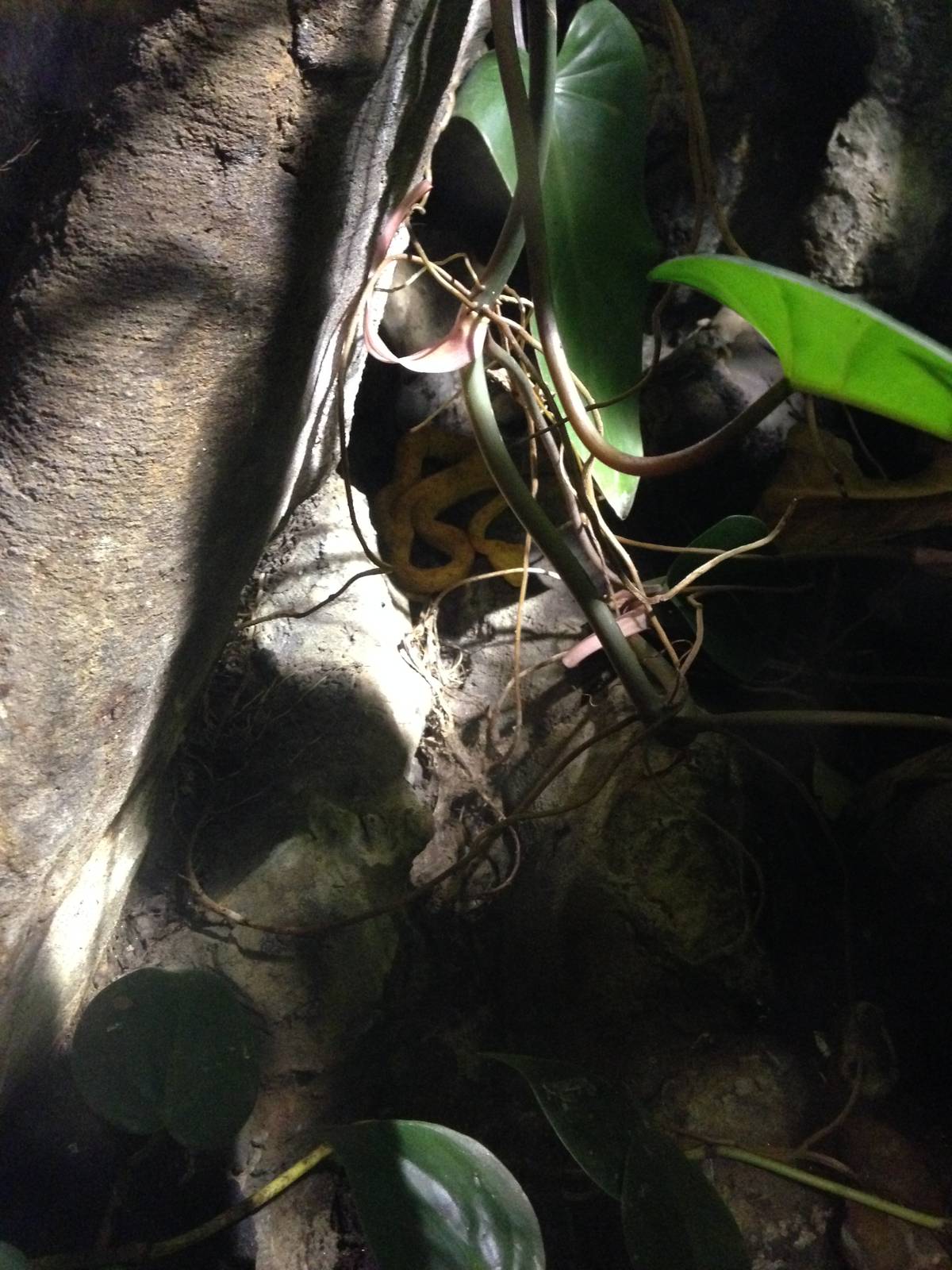 Eyelash Viper at Blue Planet Aquarium - 05/10/2013