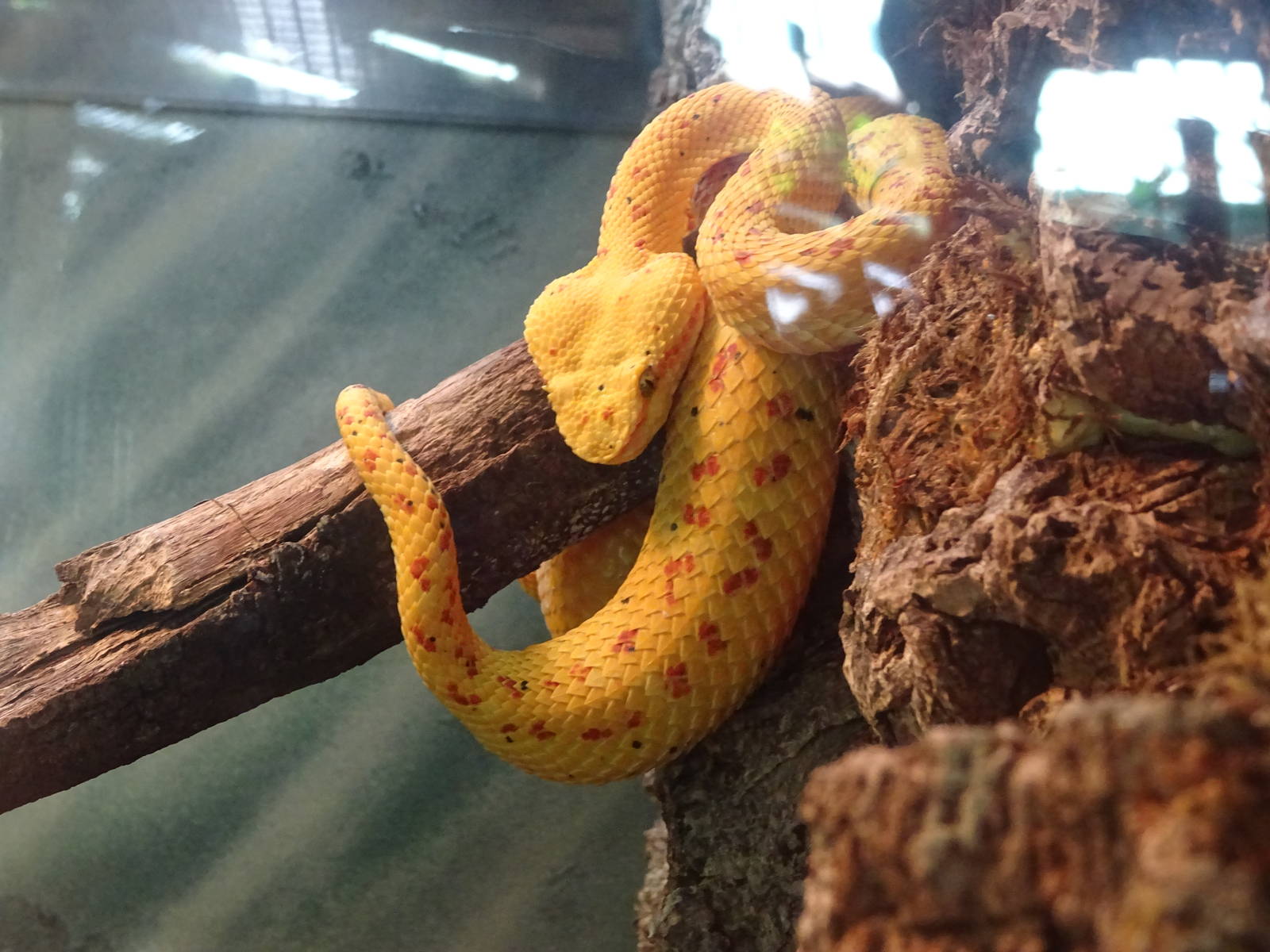 Eyelash Viper at Busch Gardens Tampa