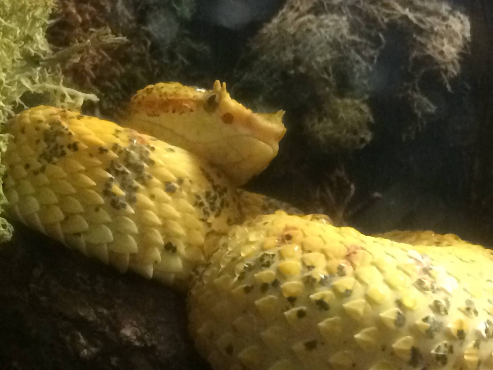 Eyelash Viper (Bothriechis schlegelii)