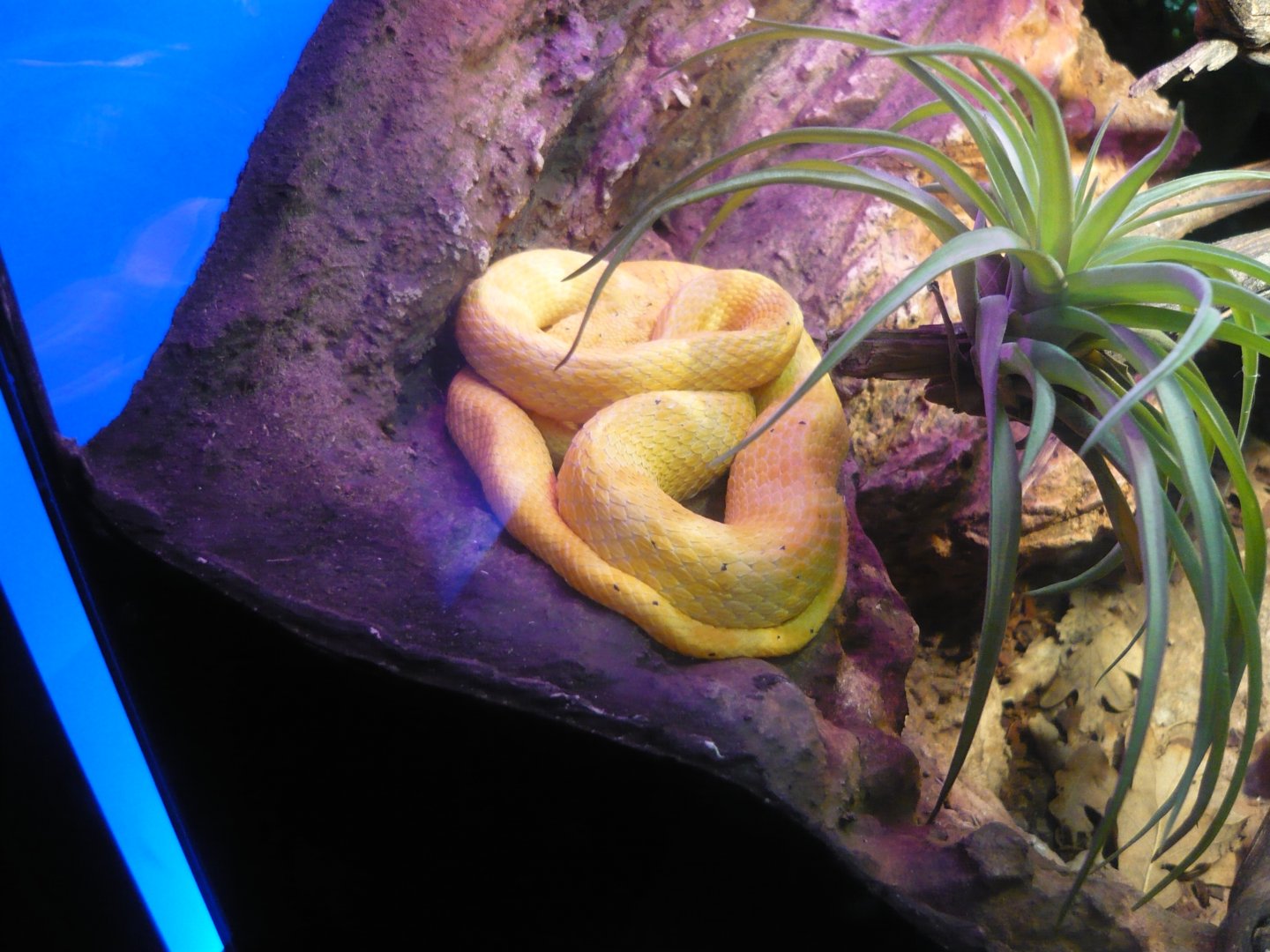 Eyelash viper (Bothriechis schlegelii)