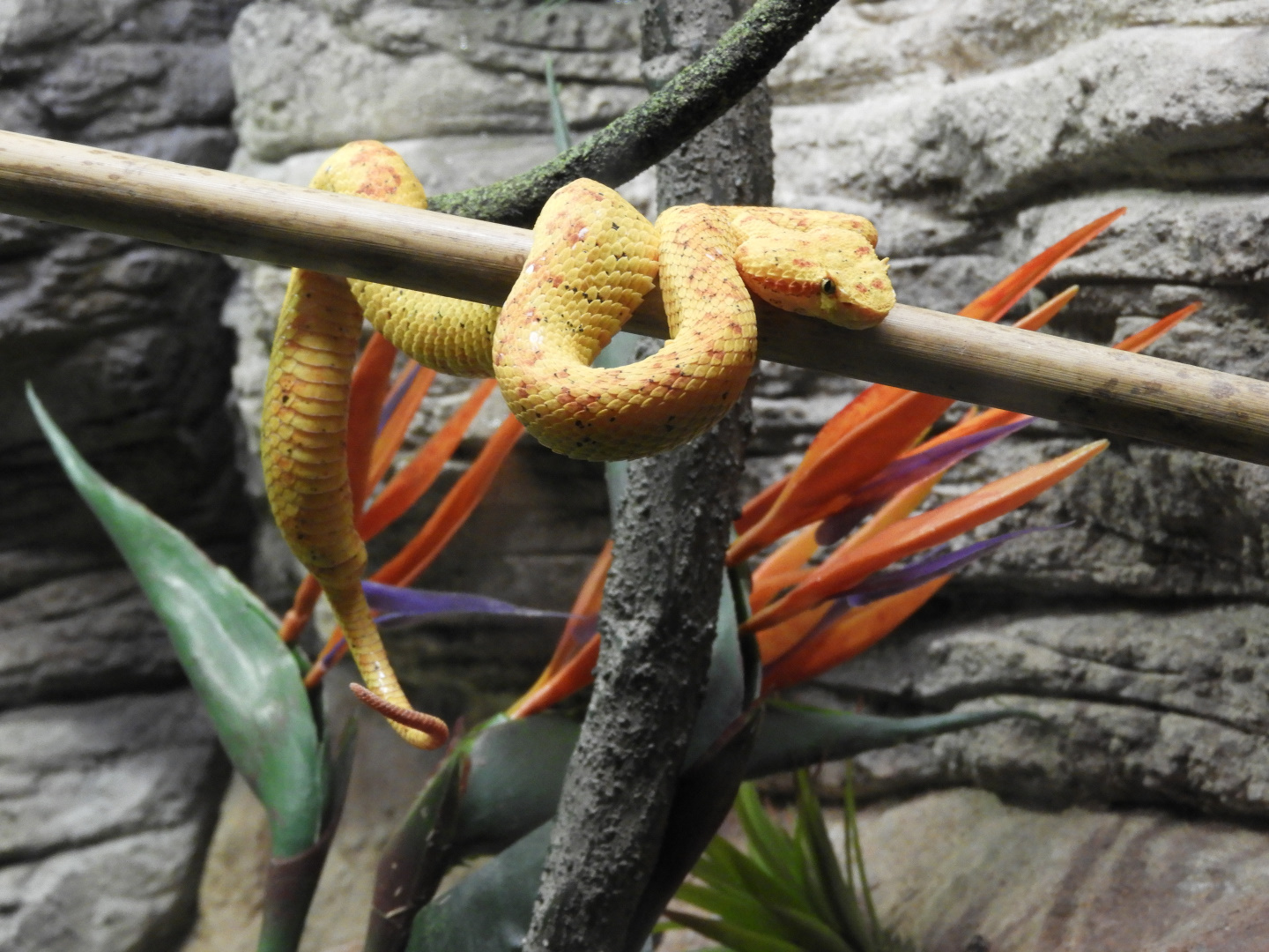 Eyelash Viper (Bothriechis schlegelii)