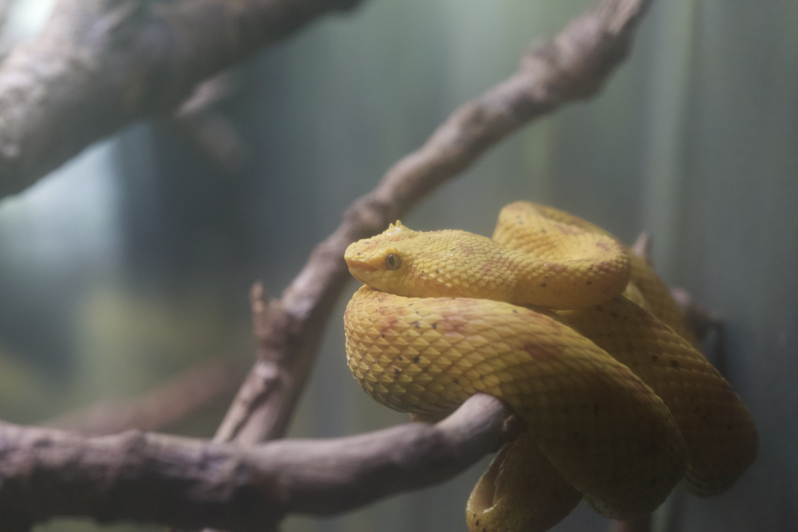 Eyelash viper/ Bothriechis schlegelii