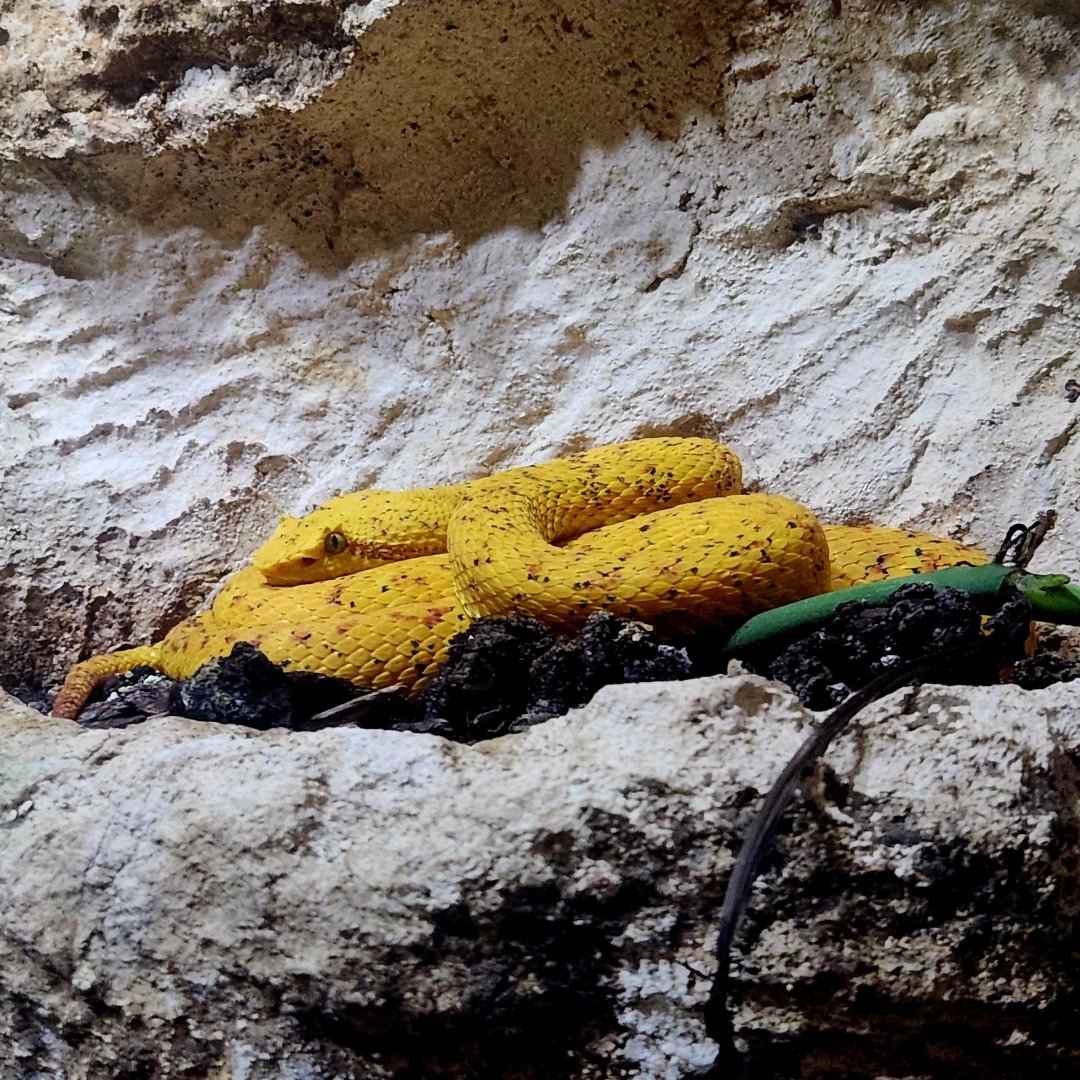 Eyelash Viper (Bothriechis schlegelii)