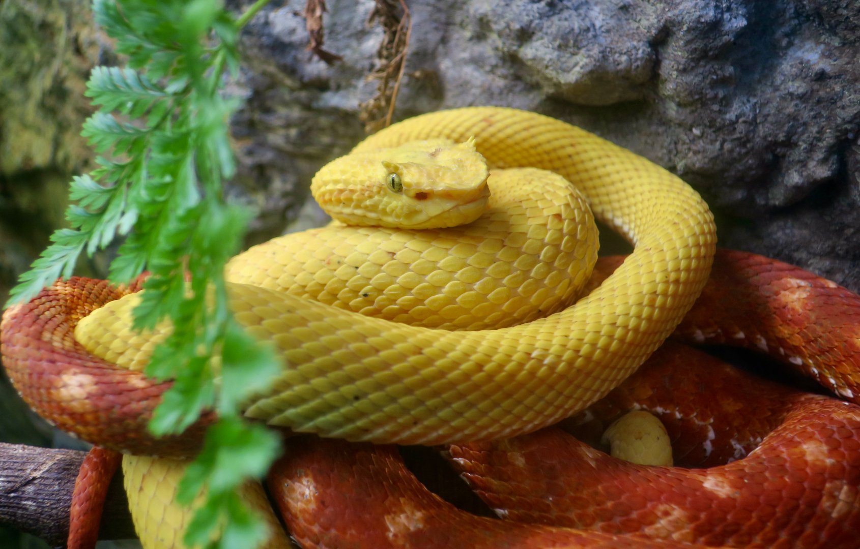 Eyelash Viper (Bothriechis schlegelii)