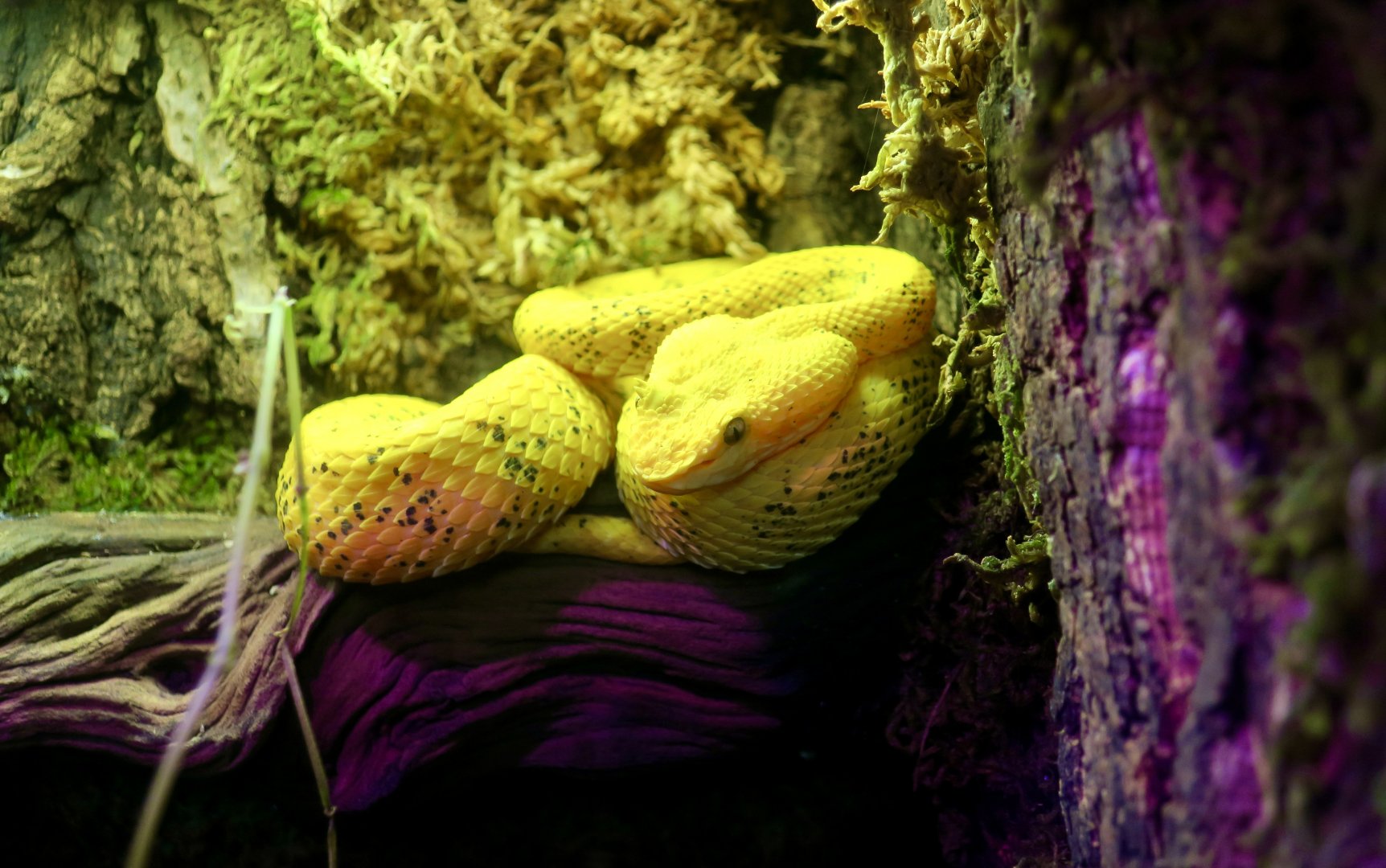 Eyelash Viper (Bothriechis schlegelii)