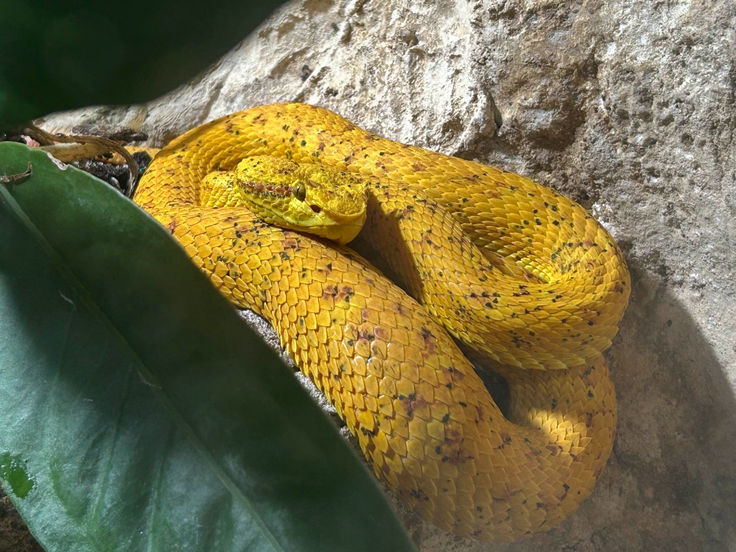 Eyelash viper (Bothriechis sp.)
