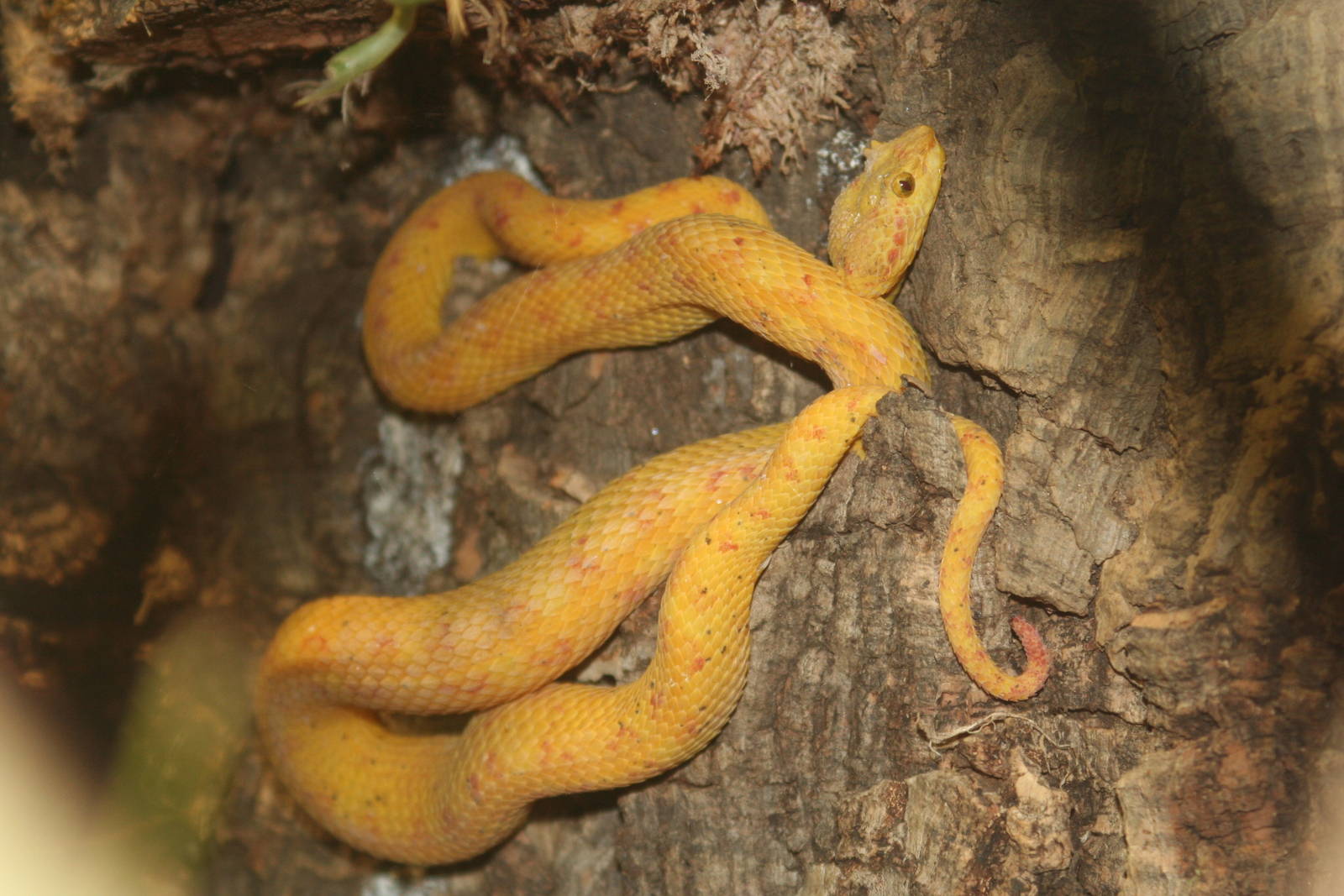 Eyelash Viper @ Chester; 22.09.2010