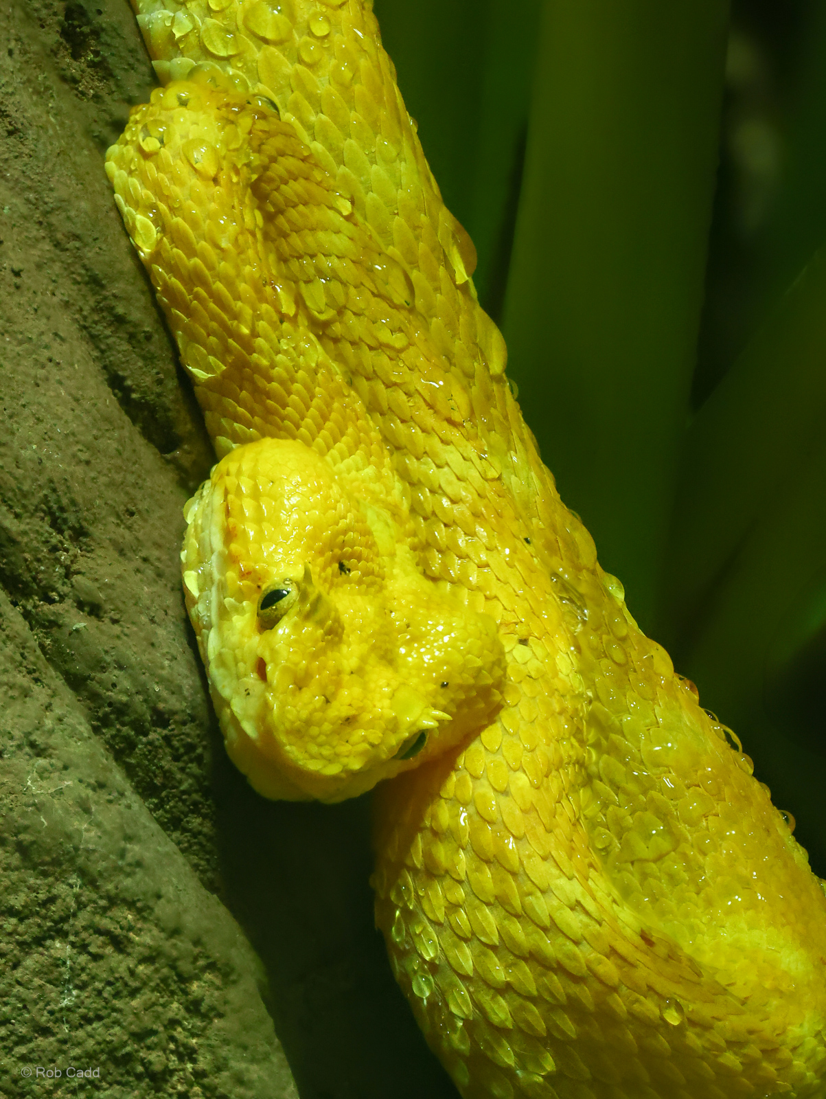 Eyelash viper : Cotswold WP : 02 Aug 2024