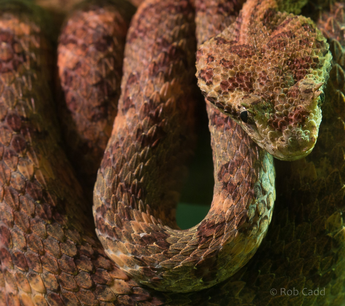 Eyelash viper : Cotswold WP : 07 Feb 2016