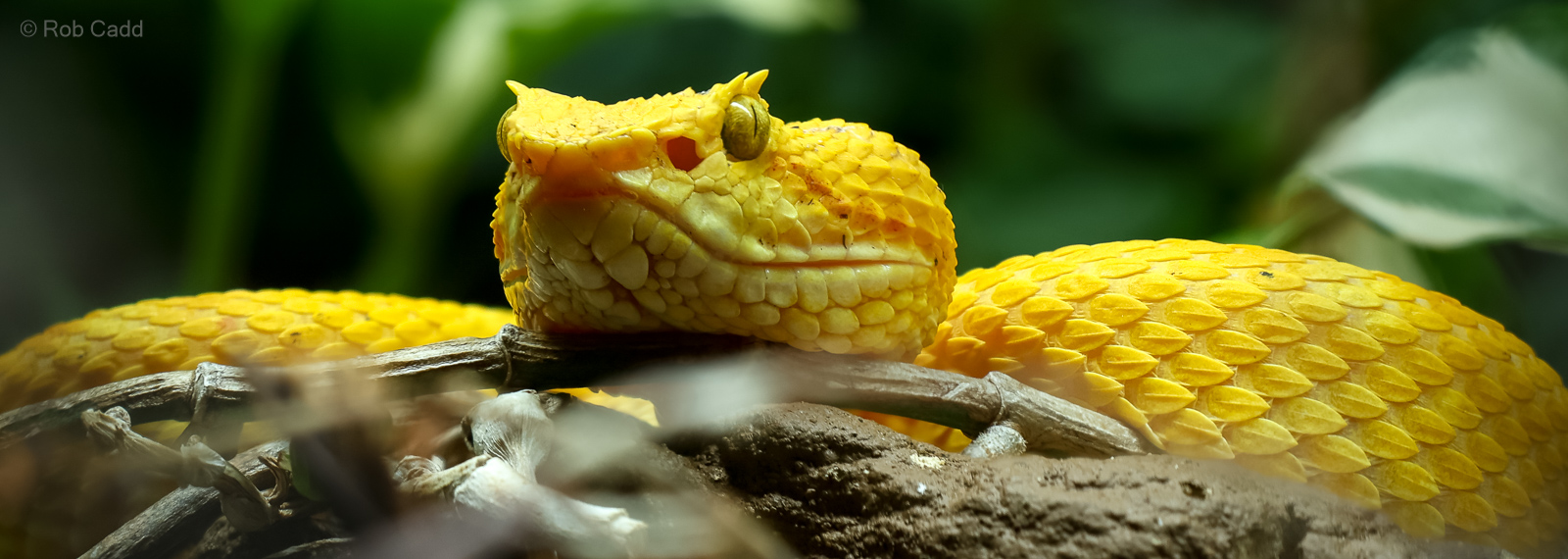 Eyelash viper : Cotswold WP : 09 May 2024