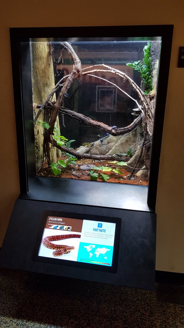 Eyelash viper & Dyeing poison dart frog & Green and black poison dart frog