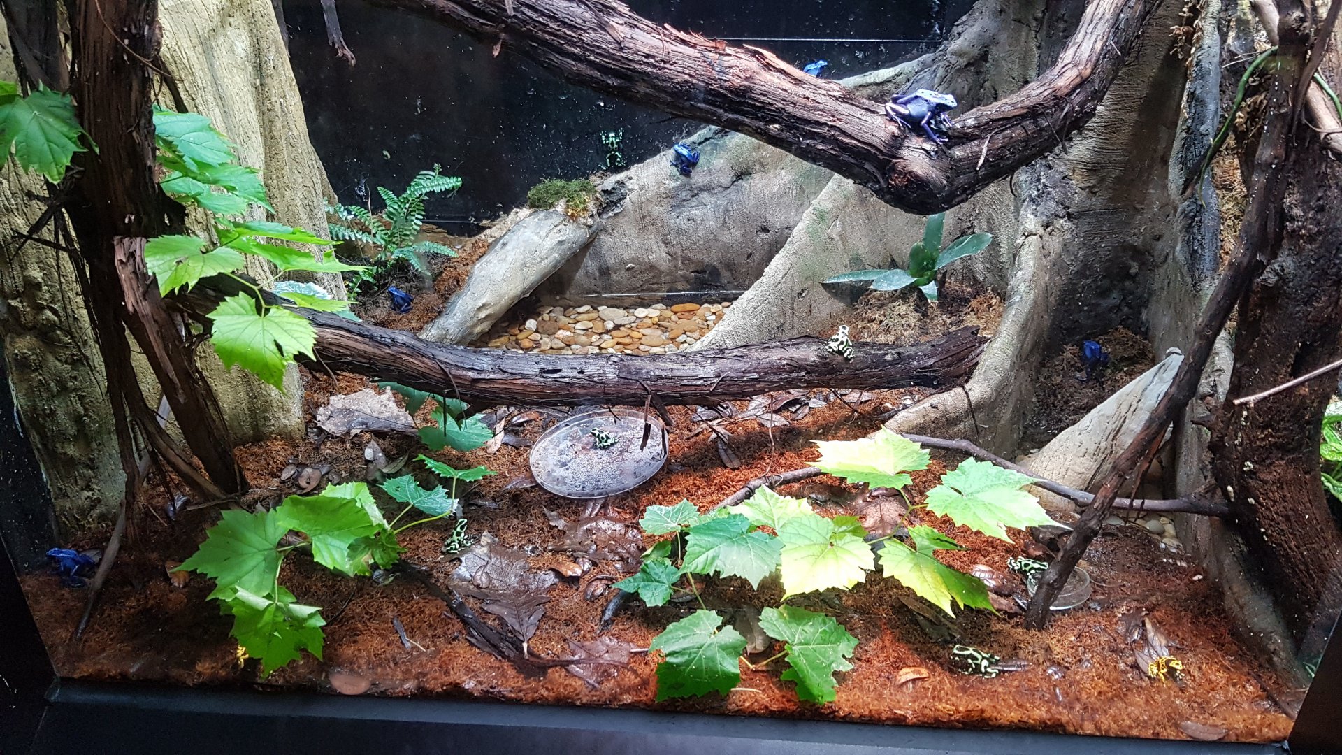 Eyelash viper & Dyeing poison dart frog & Green and black poison dart frog