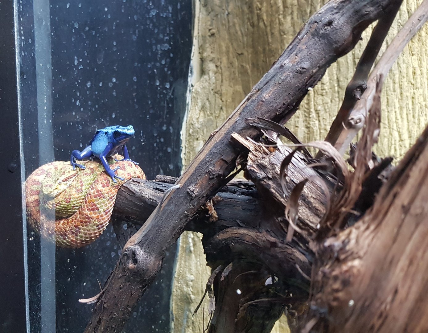 Eyelash viper & Dyeing poison dart frog