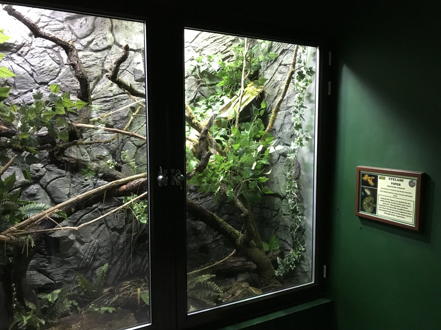 Eyelash viper exhibit 071019