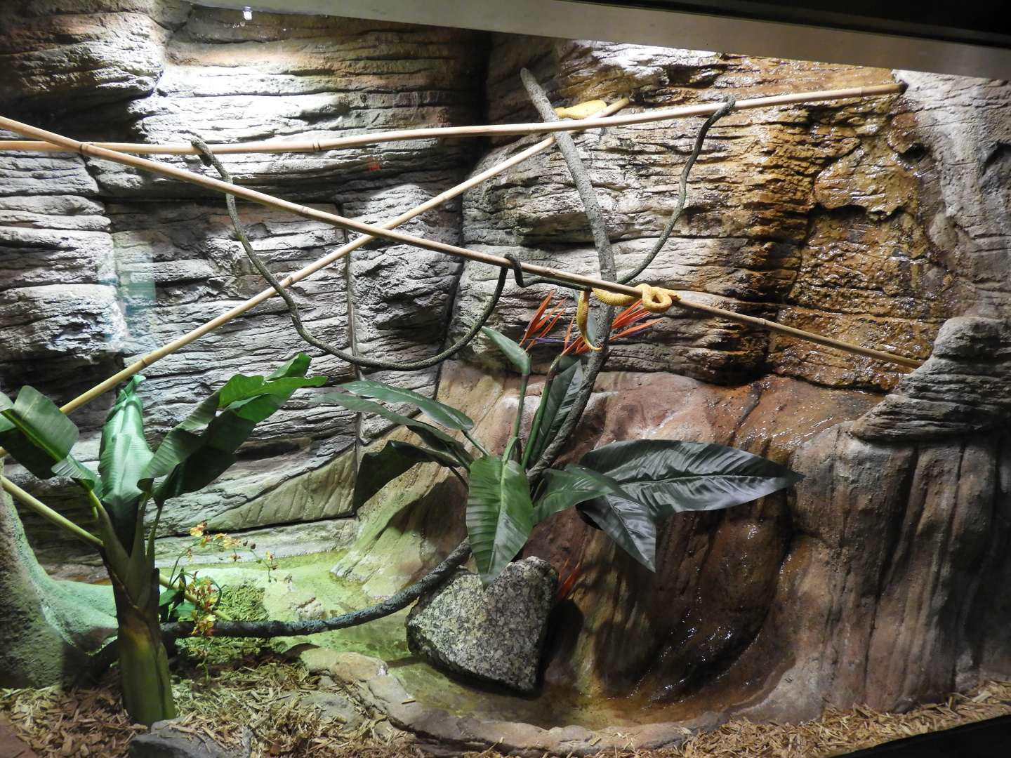 Eyelash Viper exhibit - Aquatic and Reptile Center - Milwaukee County Zoo