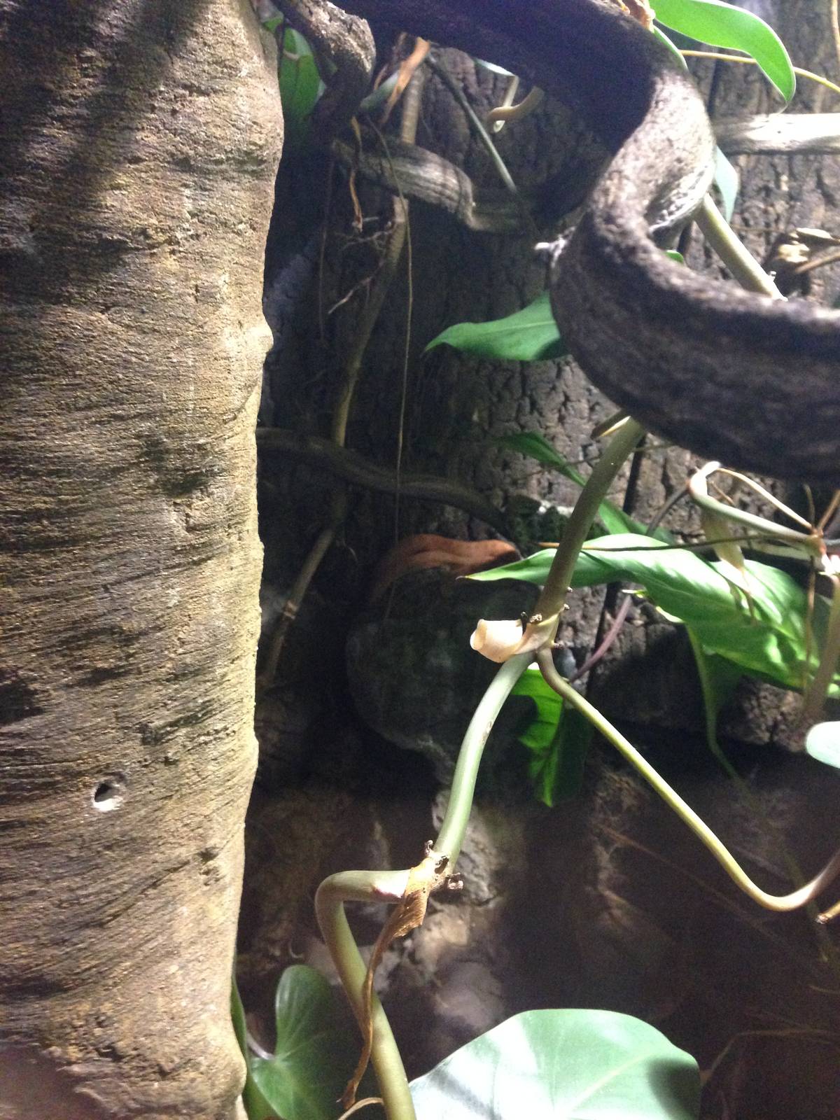 Eyelash Viper Exhibit at Blue Planet Aquarium - 05/10/2013