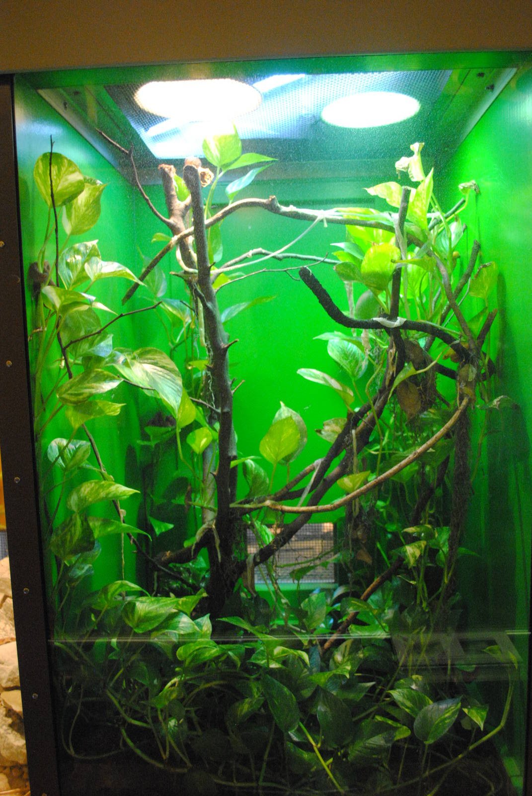 Eyelash Viper exhibit