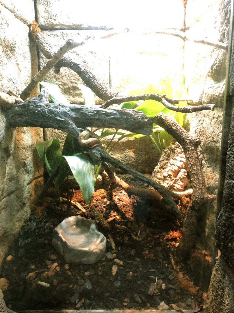 Eyelash Viper Exhibit