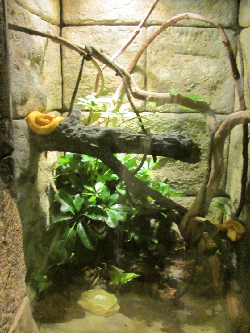 Eyelash Viper Exhibit