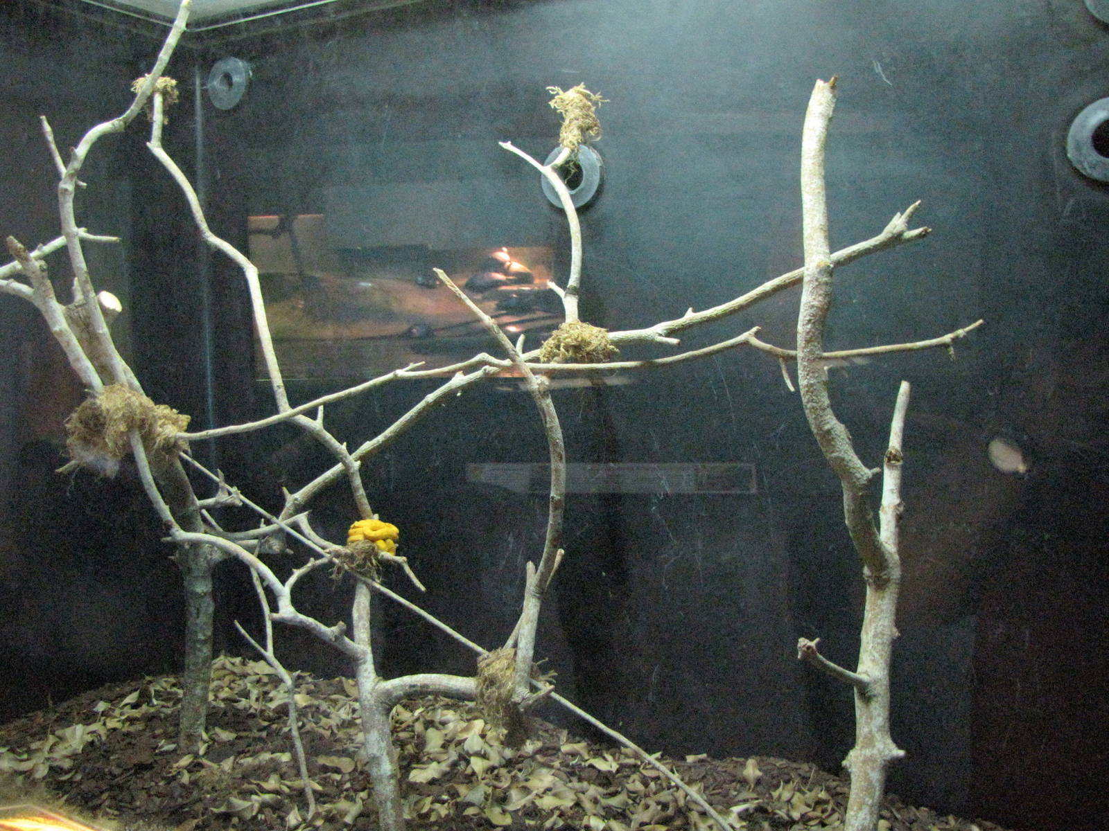 Eyelash Viper Exhibit