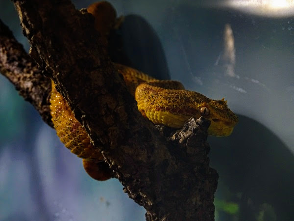 Eyelash viper (Eyelash mountain viper) (Bothriechis schlegelii)