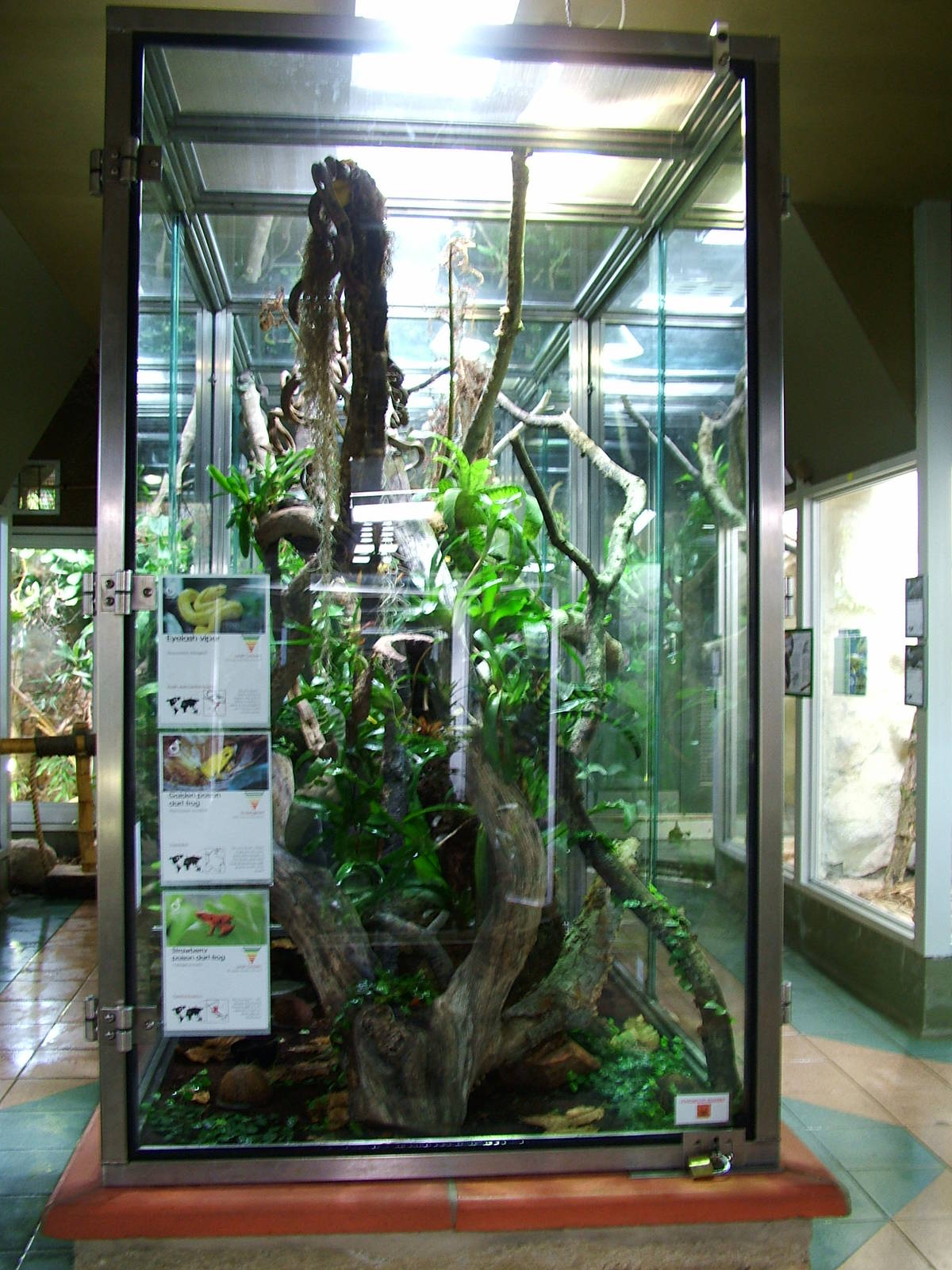 Eyelash Viper, Golden and Strawberry poison dartfrog exhibit