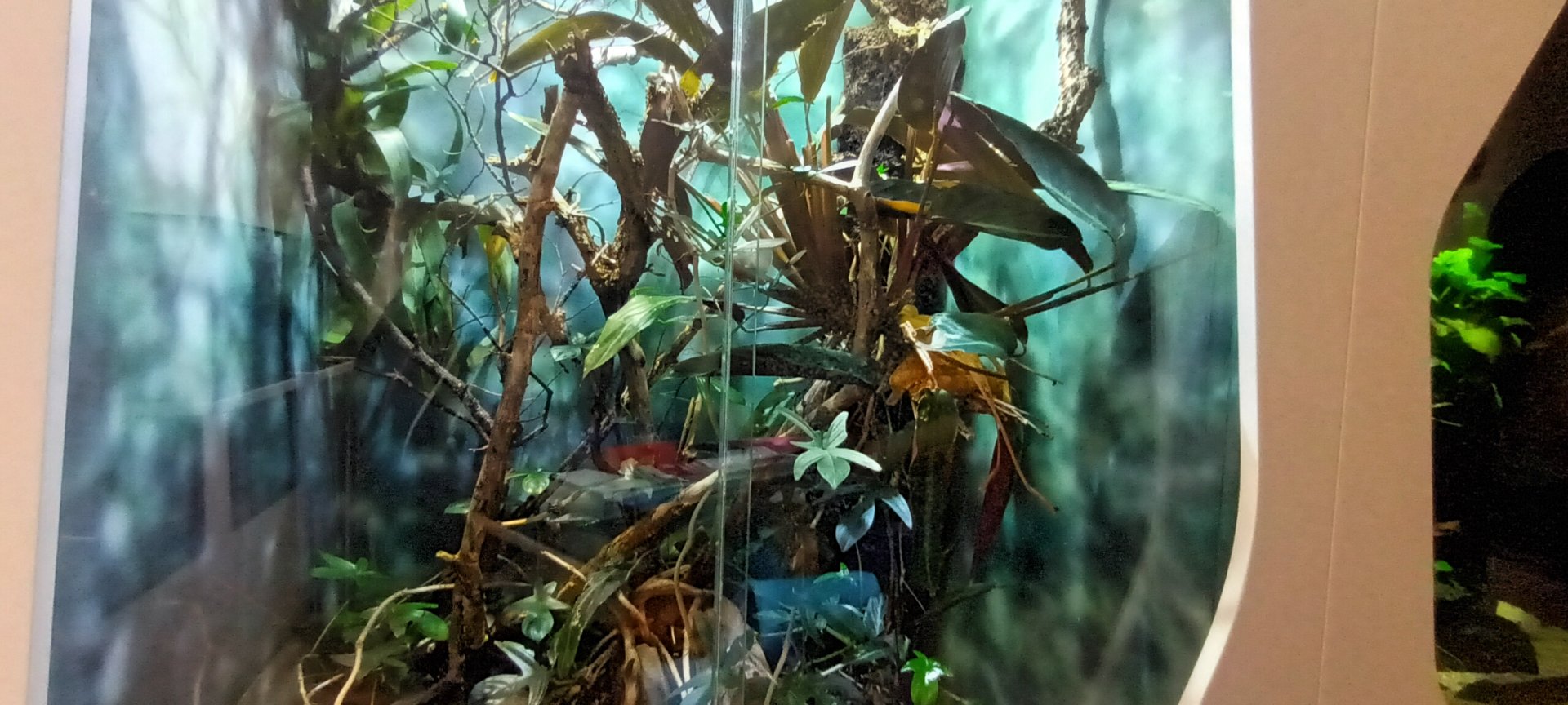 Eyelash Viper Habitat