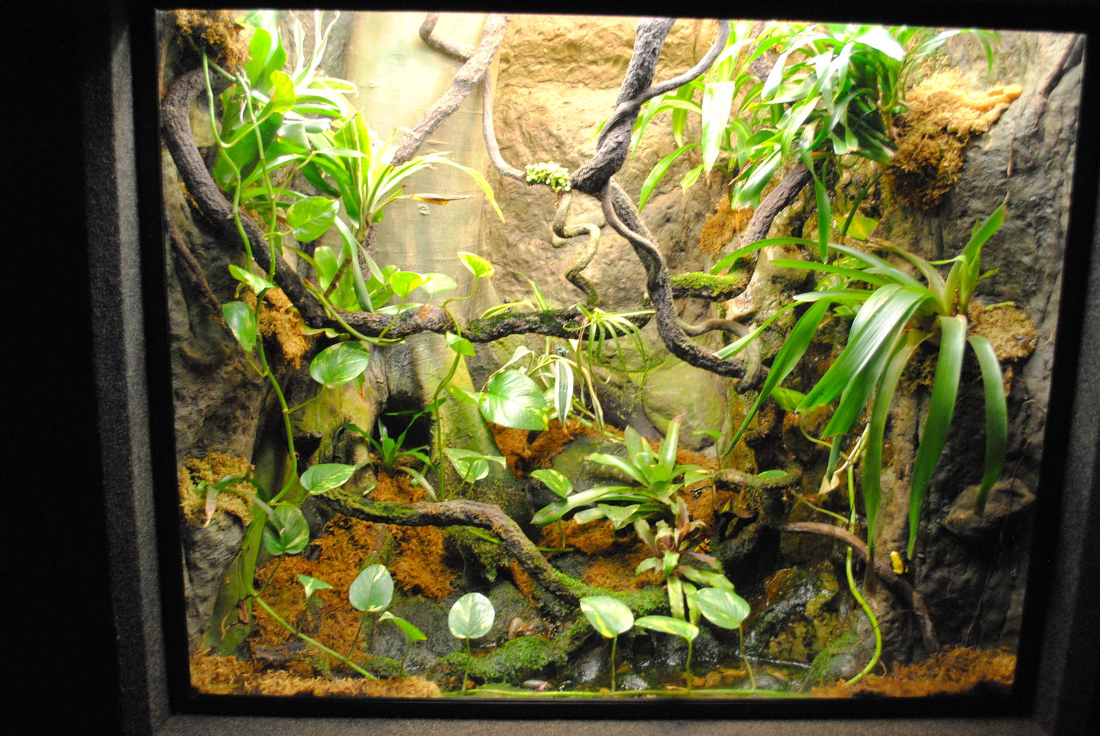 Eyelash Viper/Poison Dart Frogs Exhibit (Main Gallery)