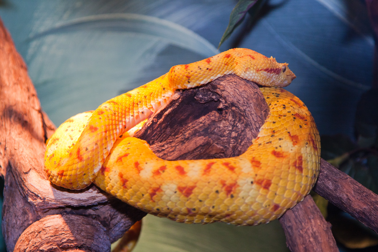 Eyelash Viper, September 2011