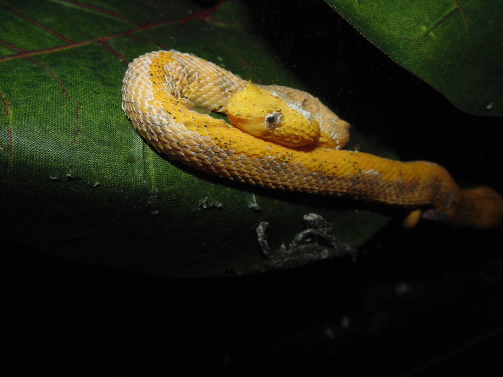 Eyelash Viper Shedding