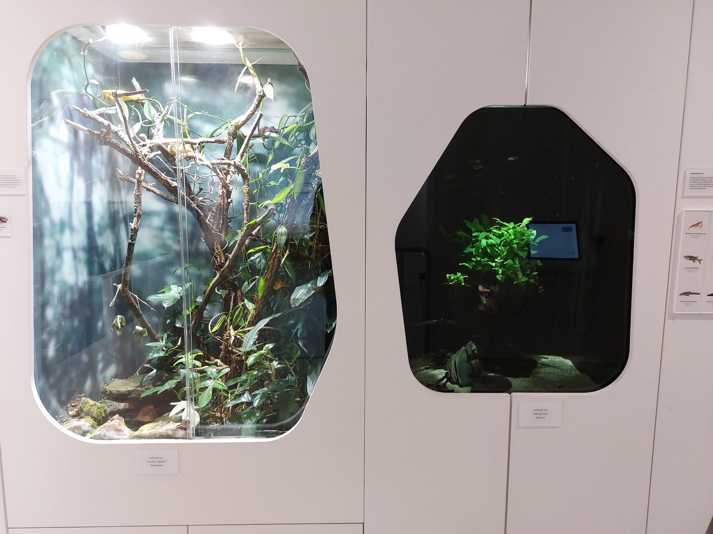 Eyelash viper & shrimps