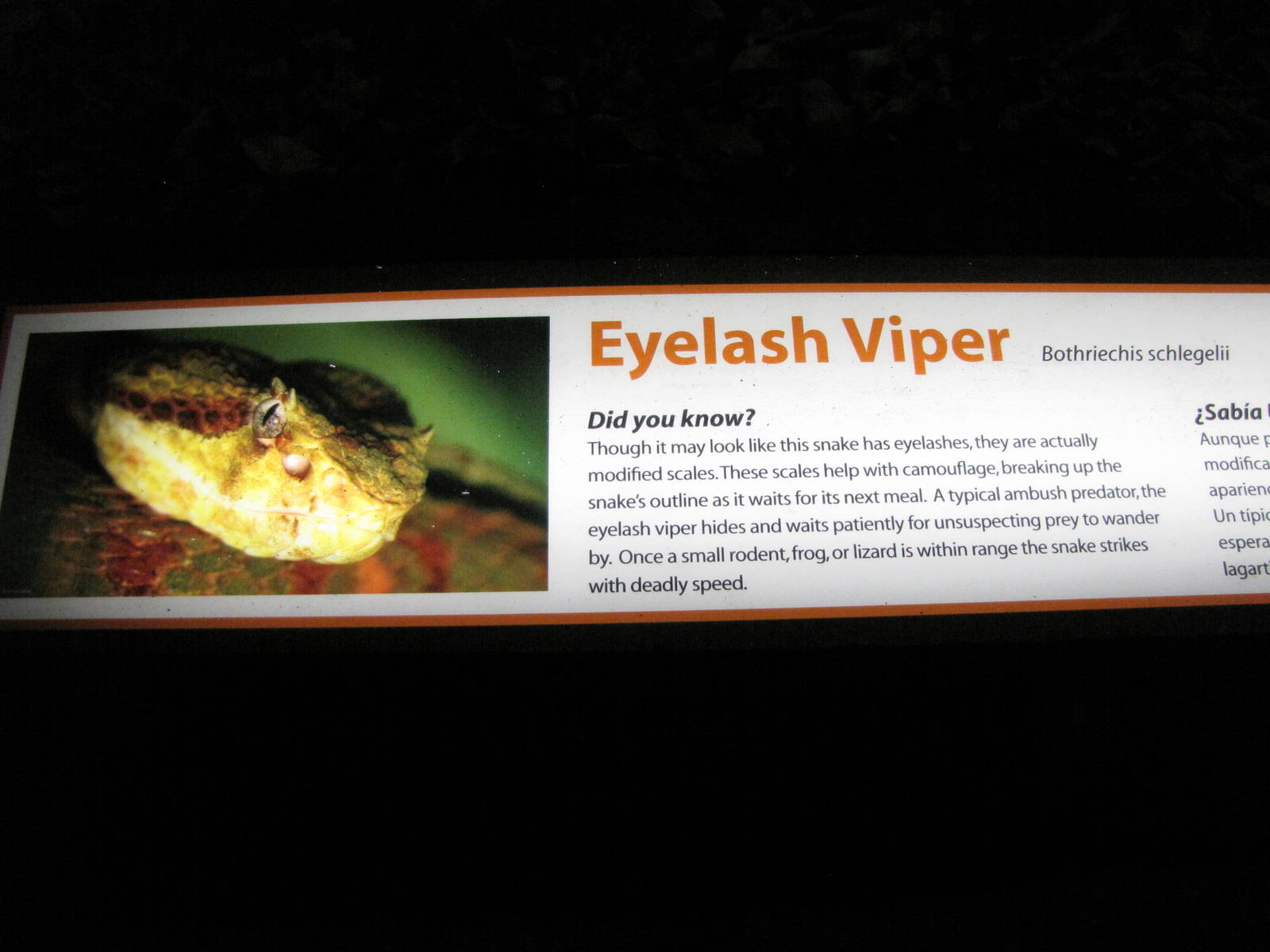 Eyelash Viper Signage