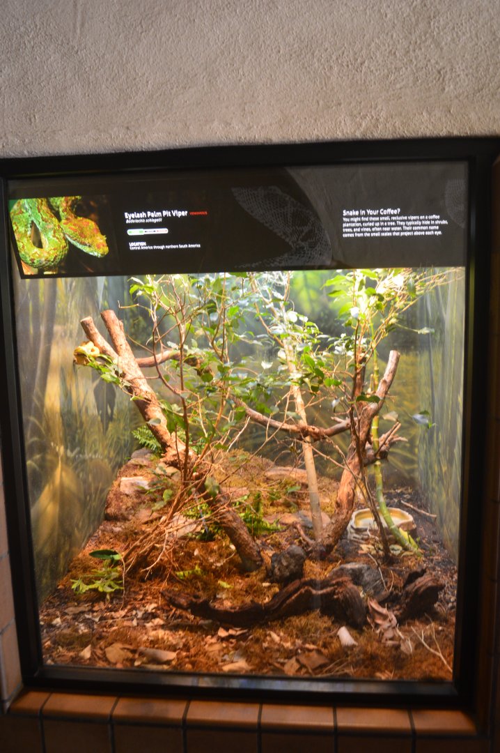 Eyelash Viper Terrarium