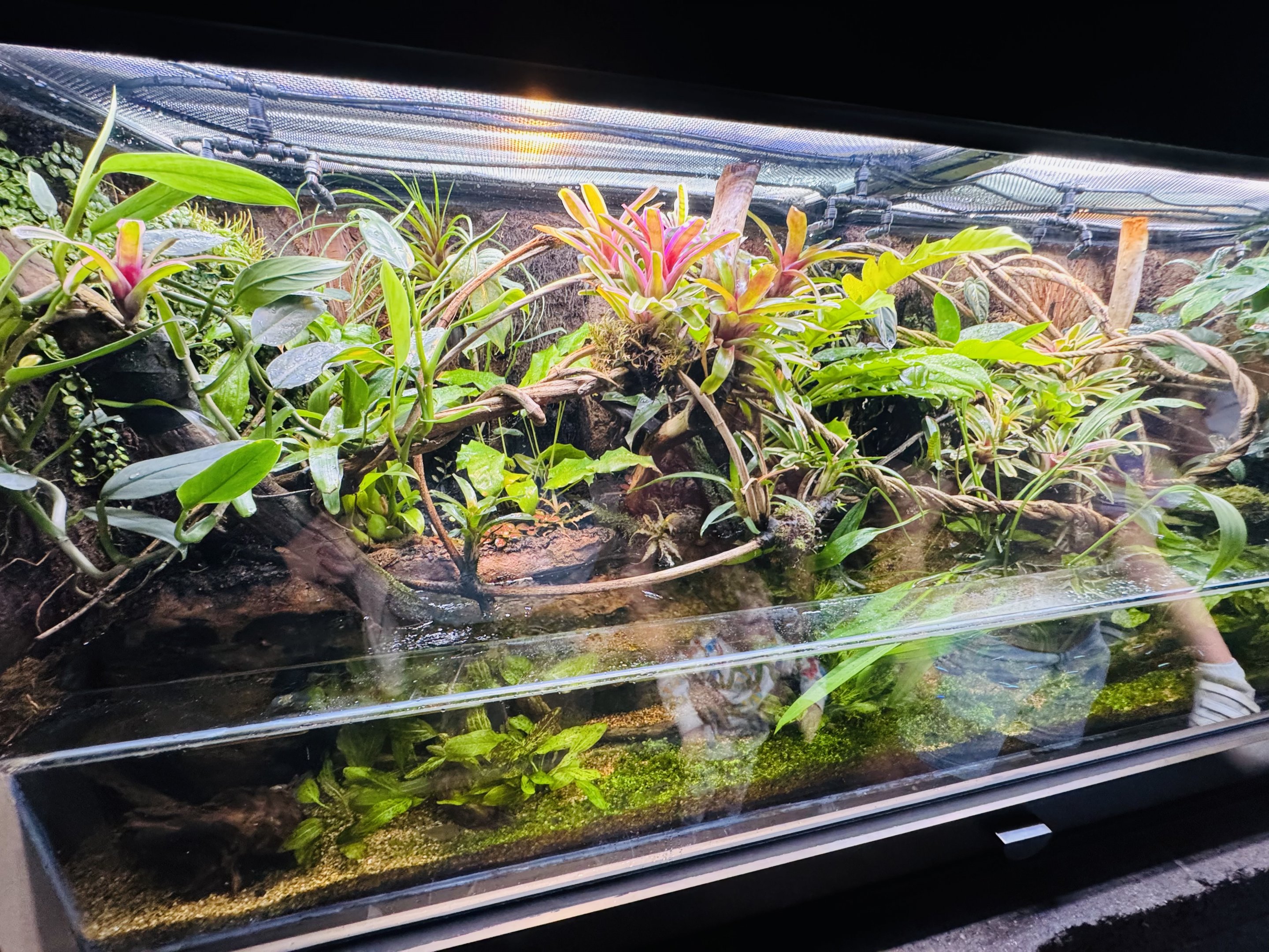 Eyelash Viper/tropical fish enclosure