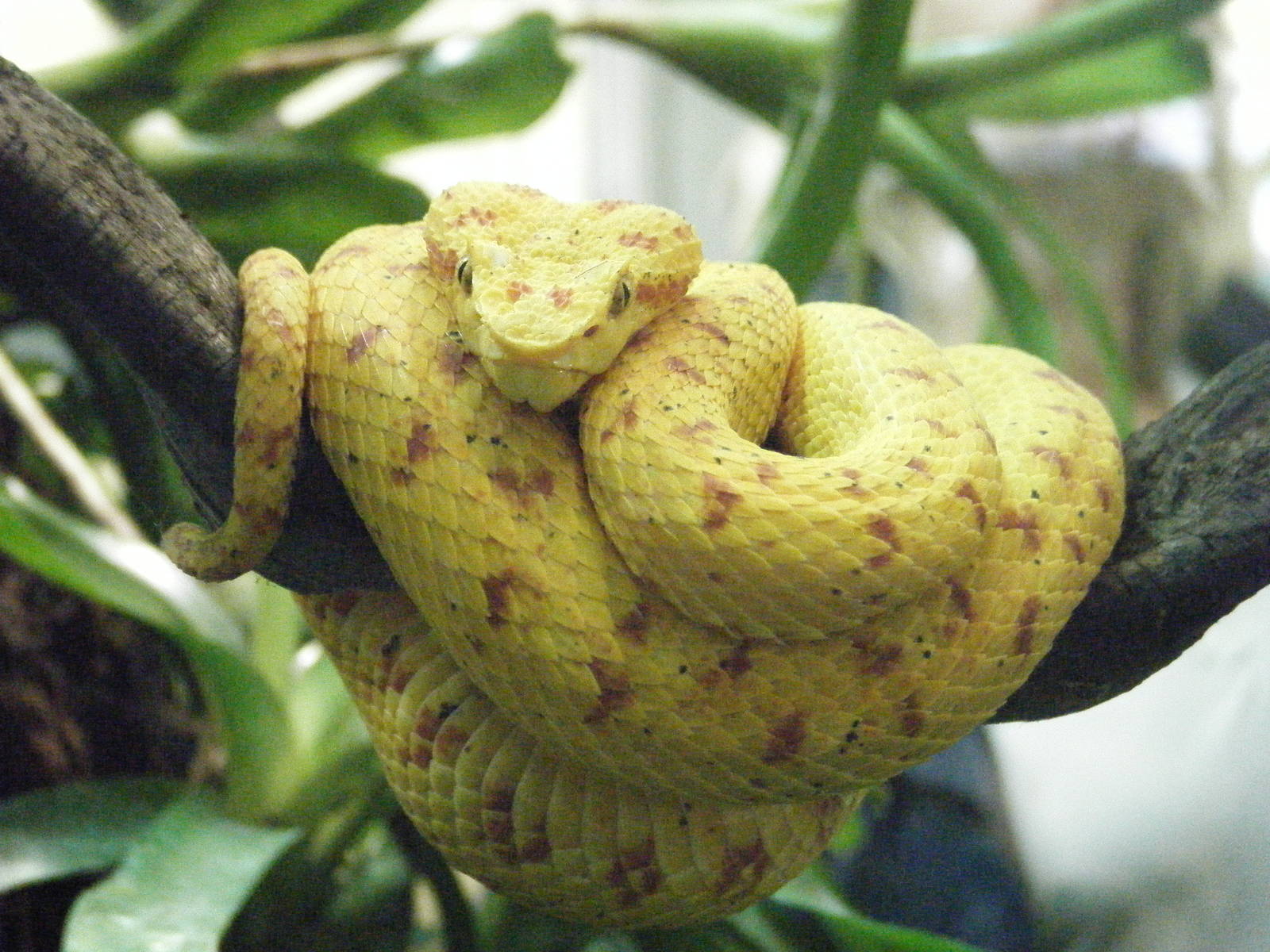 Eyelash Viper