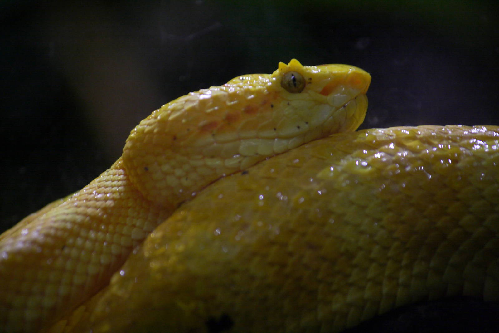Eyelash viper